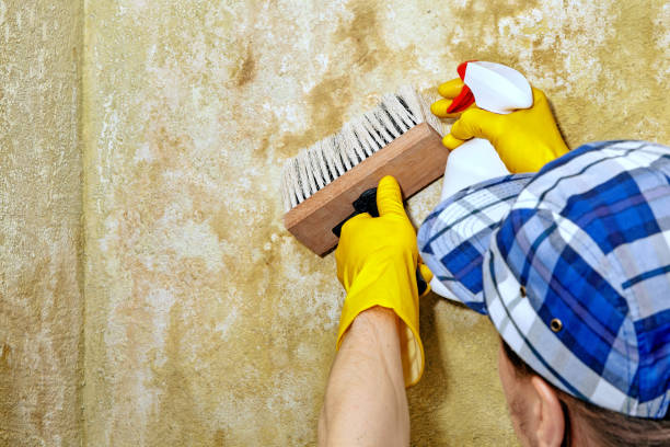 Trusted Hailey, ID Mold Removal Experts